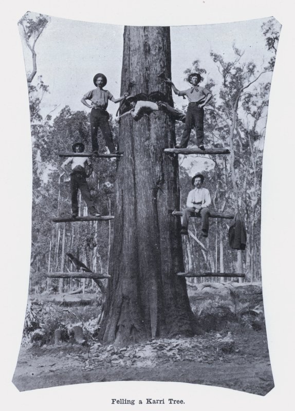 Het vellen van een Karri-boom door Photographer Australian