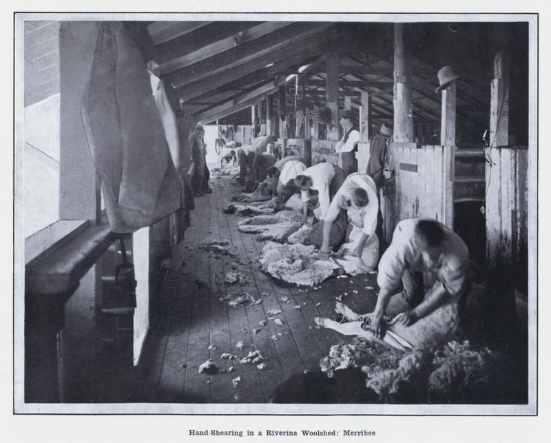 Handscheren in een Riverina-wolschuur, Merribee door Photographer Australian