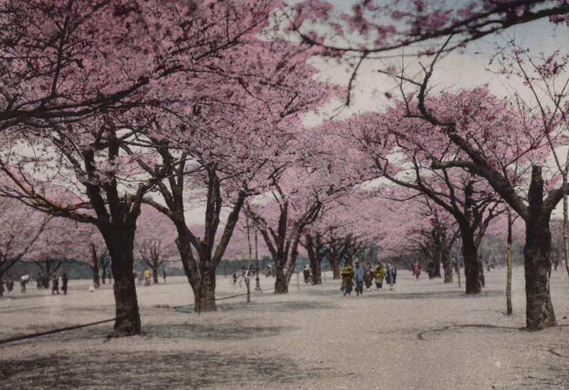 Japan, ca. 1912: Kersenbloesem in Uyeno Park, Tokio door Photographer Japanese
