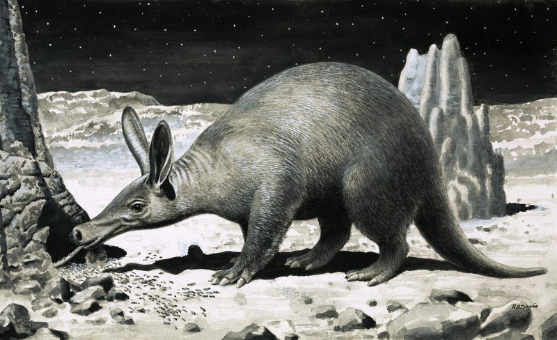 Aardvarken door R.B. Davis
