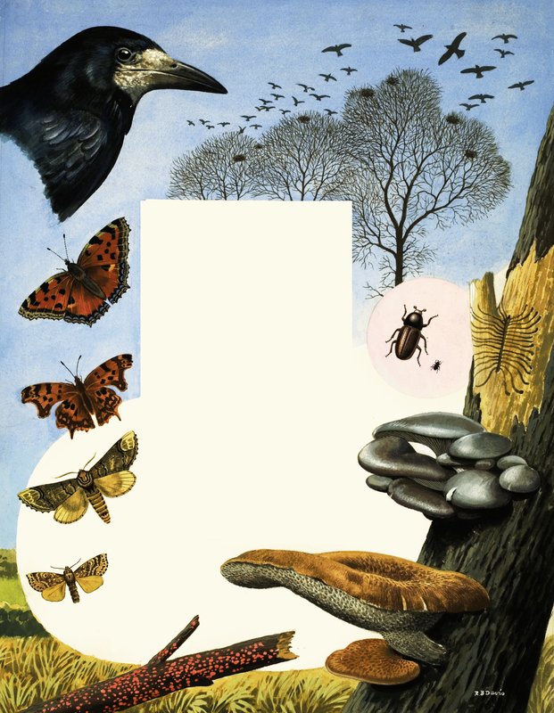 Dieren die worden aangetrokken door iepenbomen, zoals roeken en vlinders door R.B. Davis
