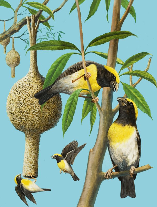 Vogels die weven door R.B. Davis