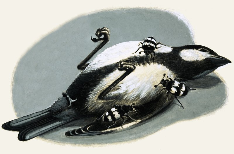 Dode vogel wordt opgegeten door kevers door R.B. Davis