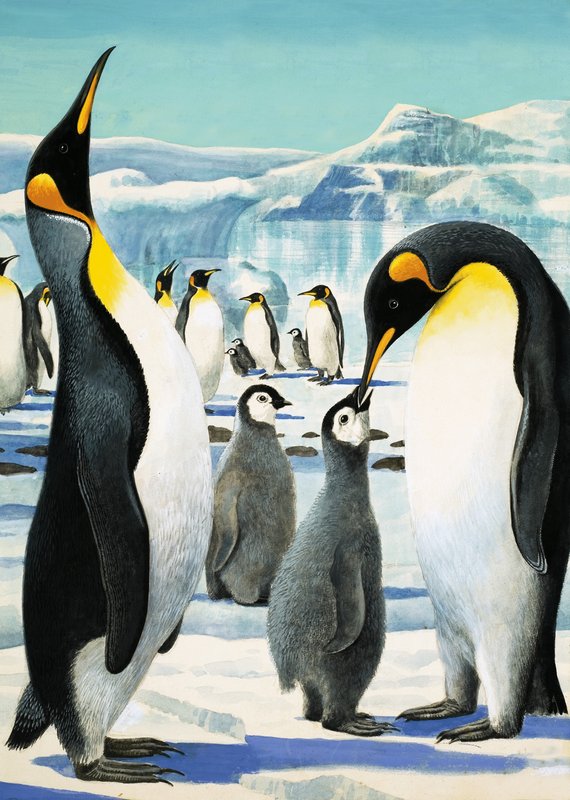 Koning Pinguïn door R.B. Davis