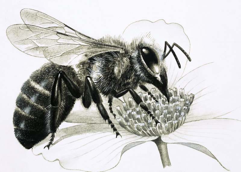 Werkbij verzamelt nectar van bloem door R.B. Davis