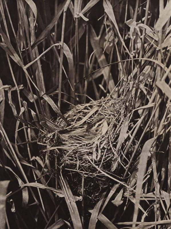 Rietzanger op nest door Richard and Cherry Kearton