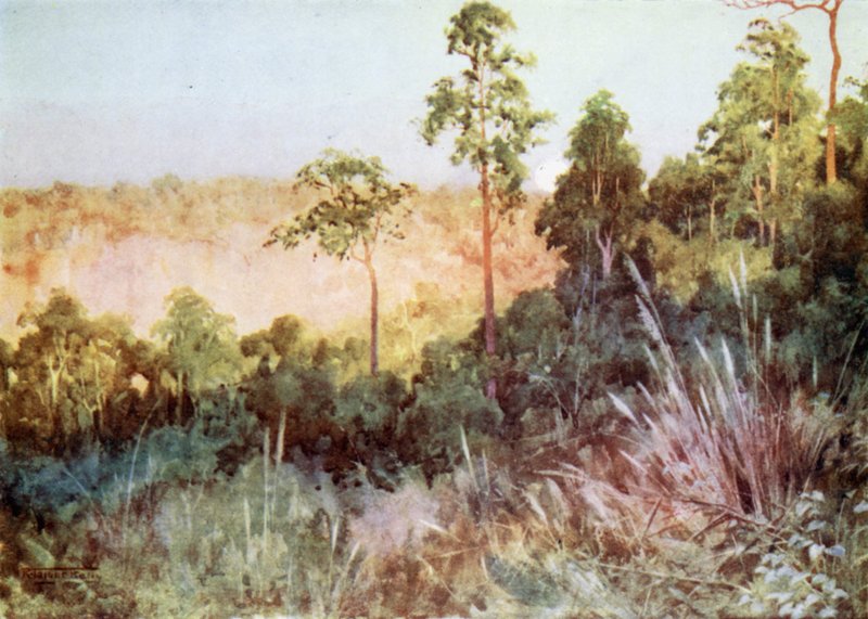 Jungle op de Lashio Lijn door Robert George Talbot Kelly