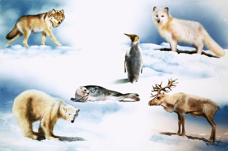 Dieren van de Noordpool door Rudolf Sablic