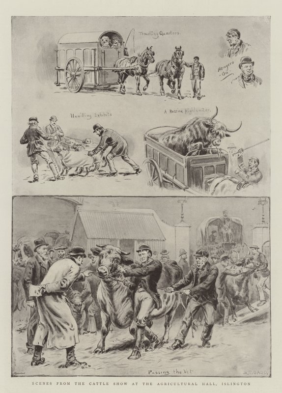 Scènes van de veeshow in de Agricultural Hall, Islington door S.T. Dadd