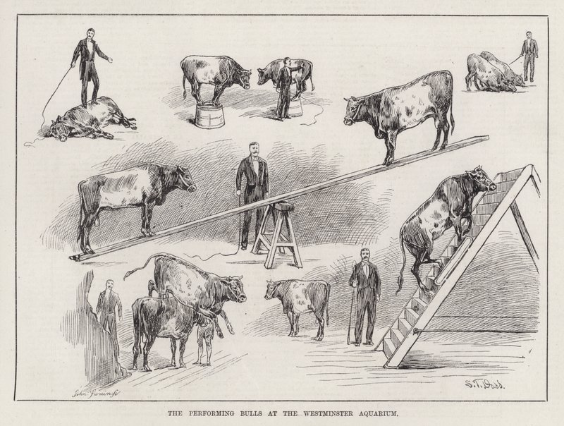 De optredende stieren in het Westminster Aquarium (gravure) door S. T. Dadd