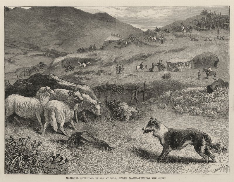 Nationale schapenhondproeven in Bala, Noord-Wales, het insluiten van de schapen door Samuel Edmund Waller