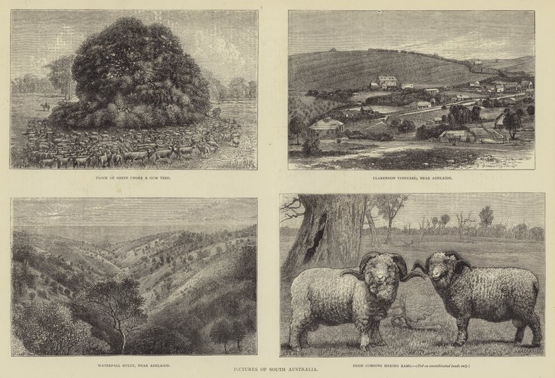 Afbeeldingen van Zuid-Australië door Samuel Edmund Waller