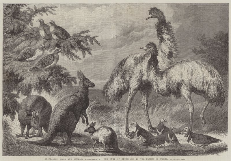 Australische Vogels en Dieren gepresenteerd door de Hertog van Edinburgh aan de Prins van Wales door Samuel John Carter