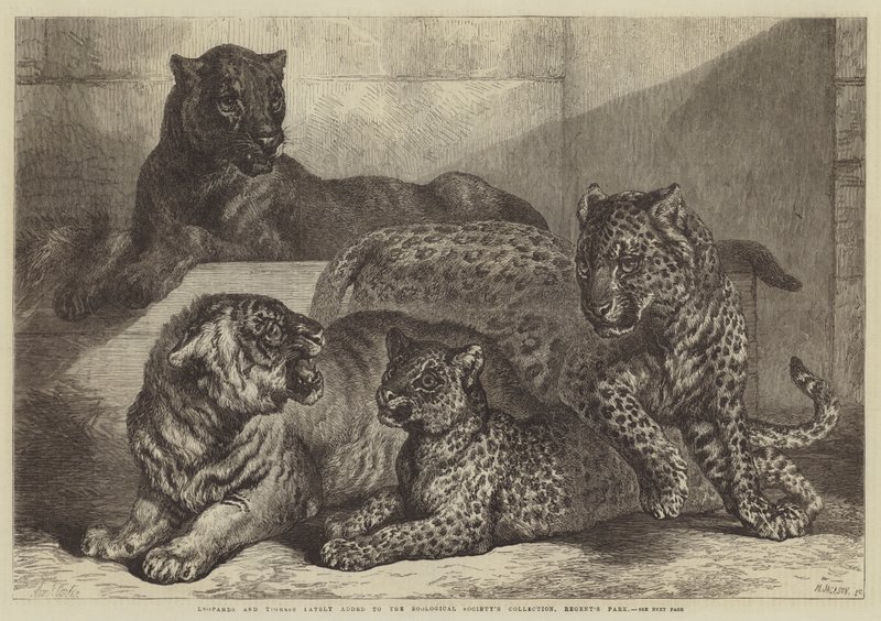 Luipaarden en tijgerin onlangs toegevoegd aan de collectie van de Zoological Society, Regent