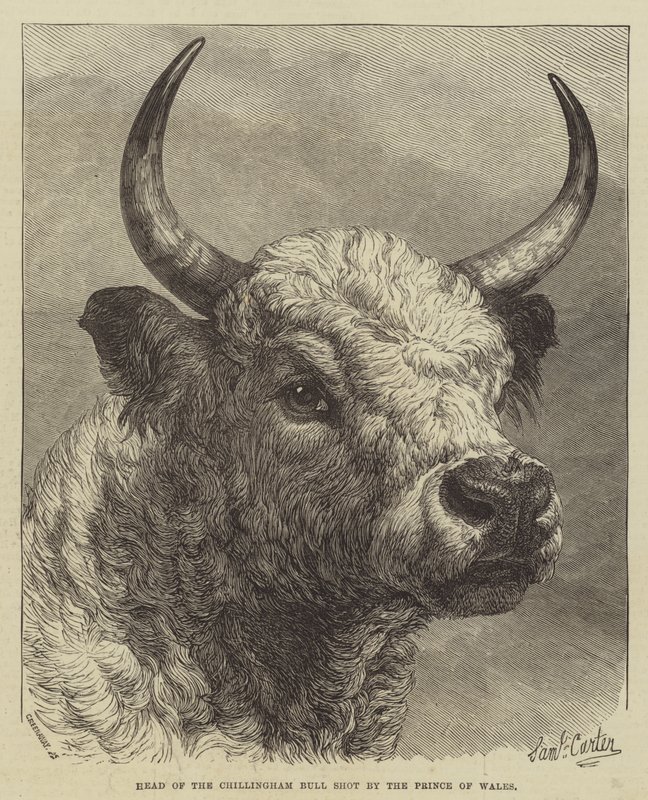 Hoofd van de Chillingham Stier geschoten door de Prins van Wales door Samuel John Carter