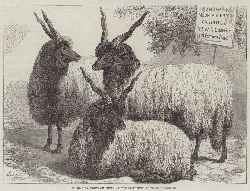 Hongaarse Bergschapen op de Smithfield Show door Samuel John Carter