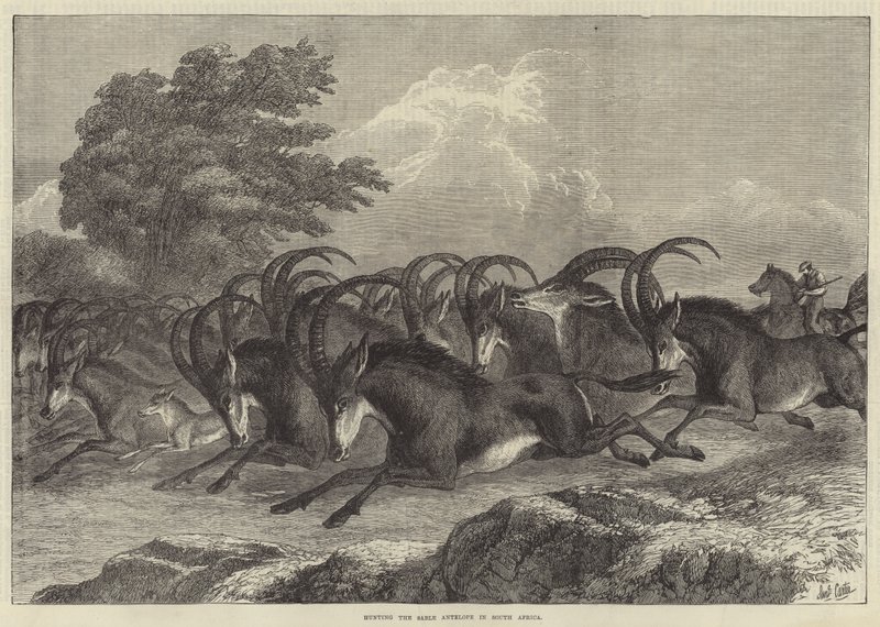 Jacht op de sabelantilope in Zuid-Afrika door Samuel John Carter