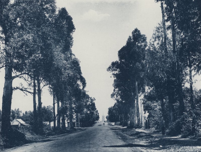 Laan van blauwe gombomen, Pretoria door South African Photographer