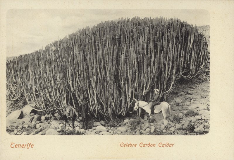 Mannen bekijken de beroemde cactus in Cardon op Tenerife (zwart-wit foto) door Spanish Photographer