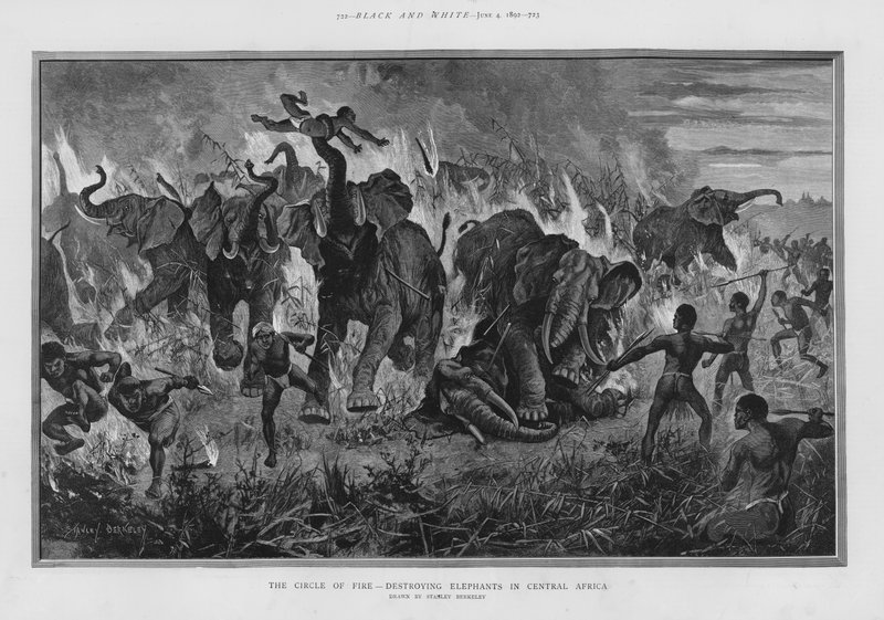 De cirkel van vuur - vernietiging van olifanten in Centraal-Afrika (litho) door Stanley (after) Berkeley