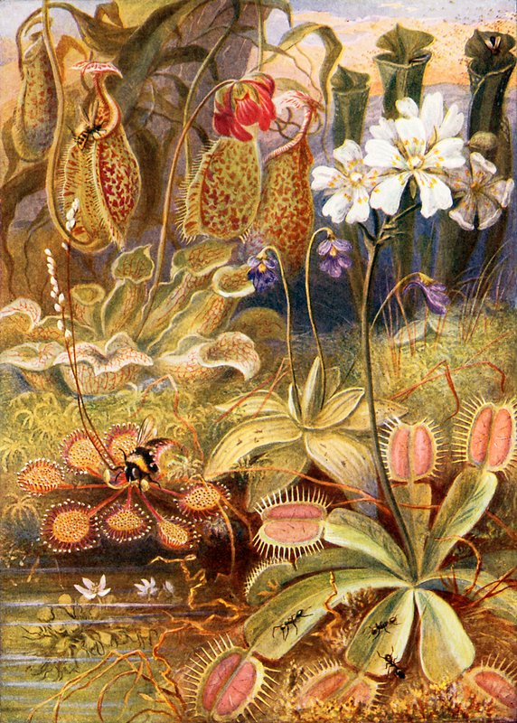Een groep vleesetende planten, illustratie uit 