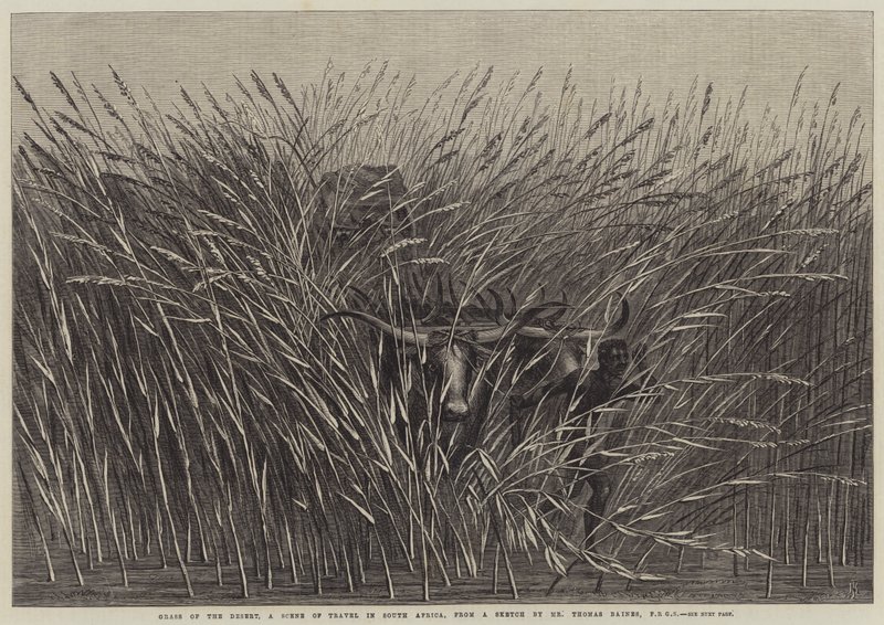 Gras van de woestijn, een reisscène in Zuid-Afrika door Thomas Baines