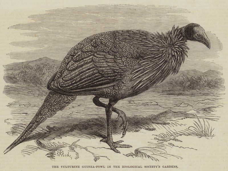 De gierparelhoen in de tuinen van de Zoological Society door Thomas W. Wood