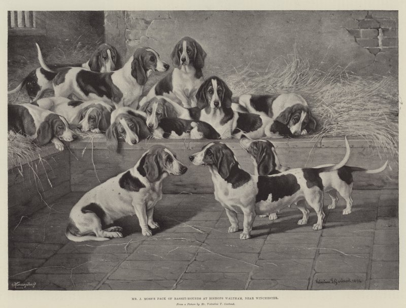De Meute van Basset-Hounds van de Heer J Moss in Bishops Waltham, nabij Winchester door Valentine Thomas Garland