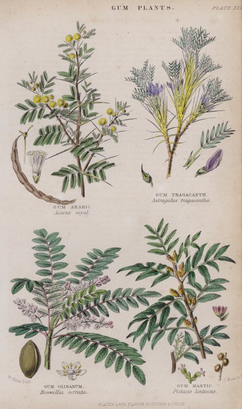 Arabische gom; Tragantgom; Olibanumgom; Mastiekgom door W. Fitch