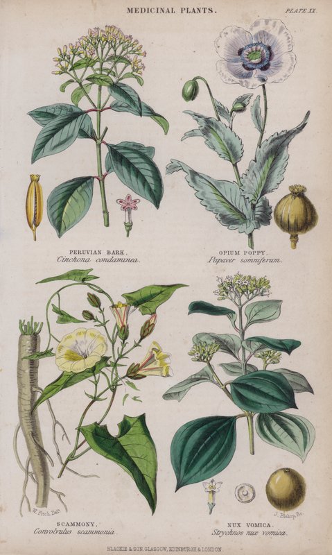 Peruviaanse schors; Papaver; Scammony; Braaknoot door W. Fitch