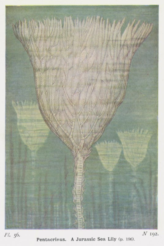 Pentacrinus, Een Jura-zeelelie door W. J. Stokoe