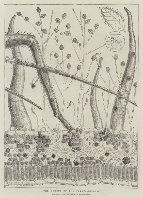De Schimmel van de Aardappelziekte door Walter Granville Smith