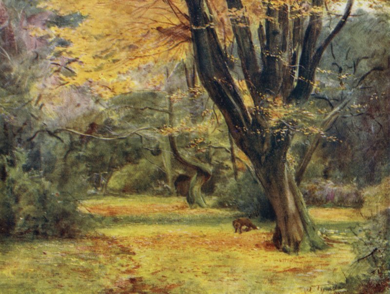 Het New Forest: Maples, nabij Queen