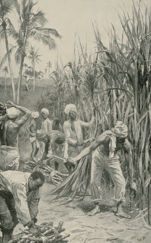 Trinidad koelies aan het werk in een suikerrietveld door Walter Stanley Paget