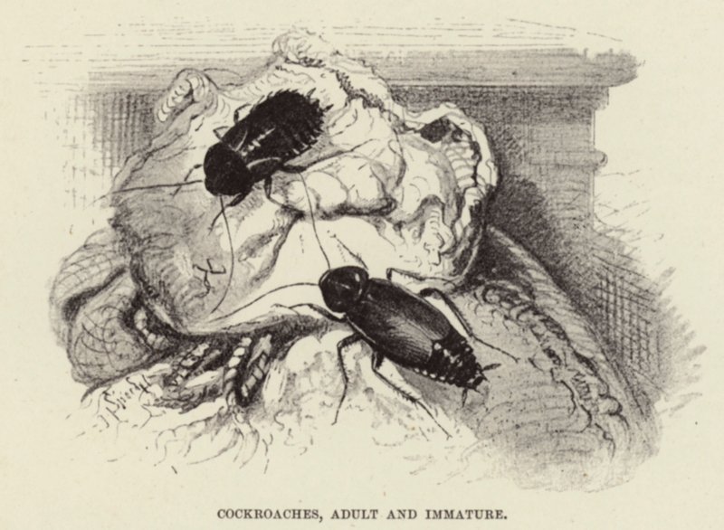 Kakkerlakken, volwassen en onvolwassen door Wilhelm Kuhnert