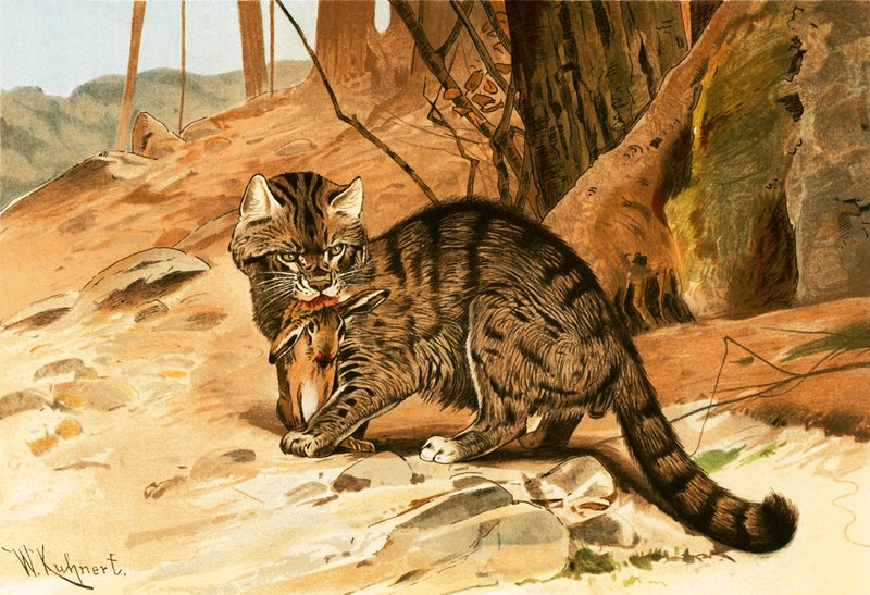 Wilde kat door Wilhelm Kuhnert