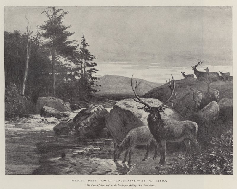 Wapiti-herten, Rocky Mountains door William Augustus Rixon