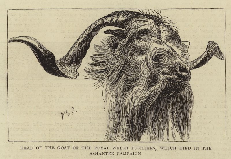 Hoofd van de Geit van de Royal Welsh Fusiliers, die stierf in de Ashantee Campagne door William Edward Atkins