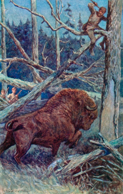 De bizon schraapte de grond in zijn woede door William Henry Charles Groome