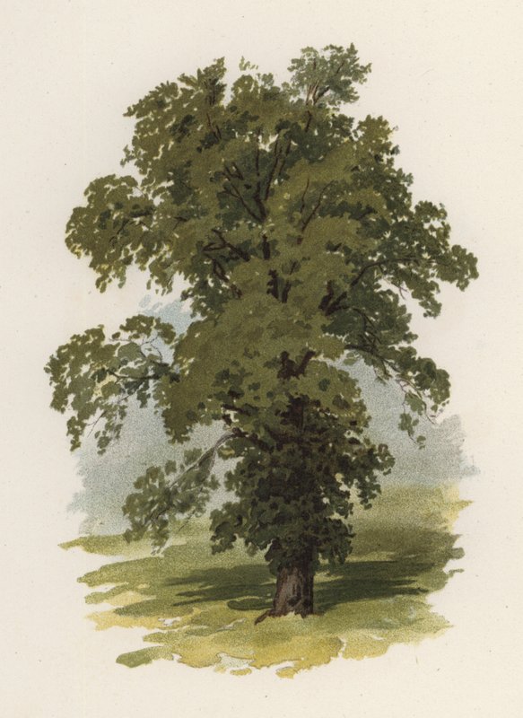 Bomen: De Iep door William Henry James (after) Boot