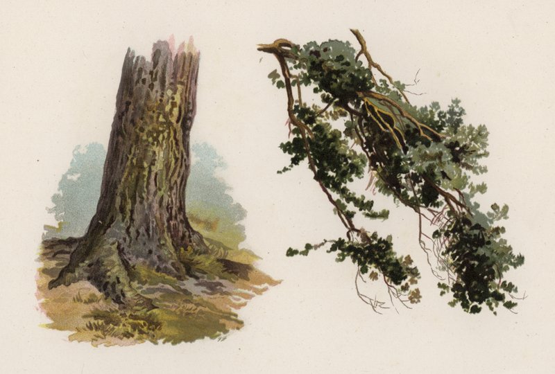Bomen: De Grove Den door William Henry James (after) Boot