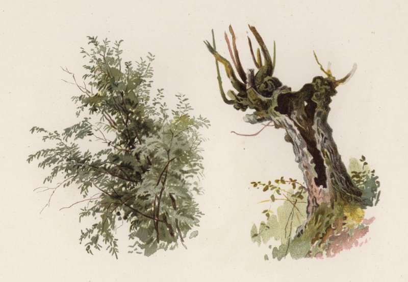 Bomen: De Wilg door William Henry James (after) Boot