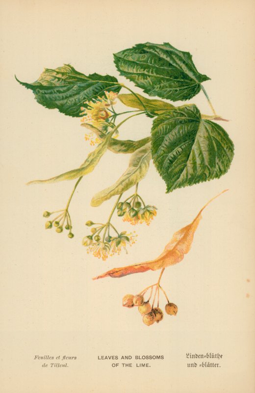 Bladeren en Bloesems van de Linde door William Henry James Boot