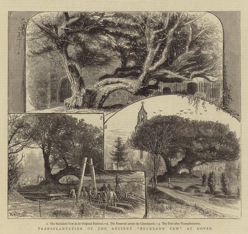 Verplaatsing van de oude Buckland-taxus in Dover door William Henry James Boot