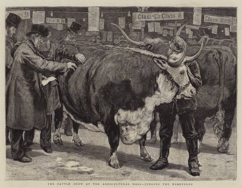 De Vee Show in de Landbouwhal, beoordeling van de Herefords door William Small