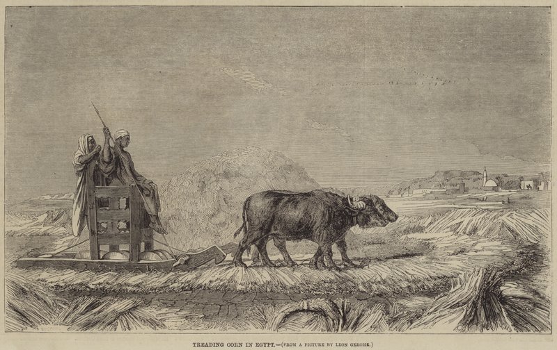 Koren Stampen in Egypte door after Jean Leon Gerome