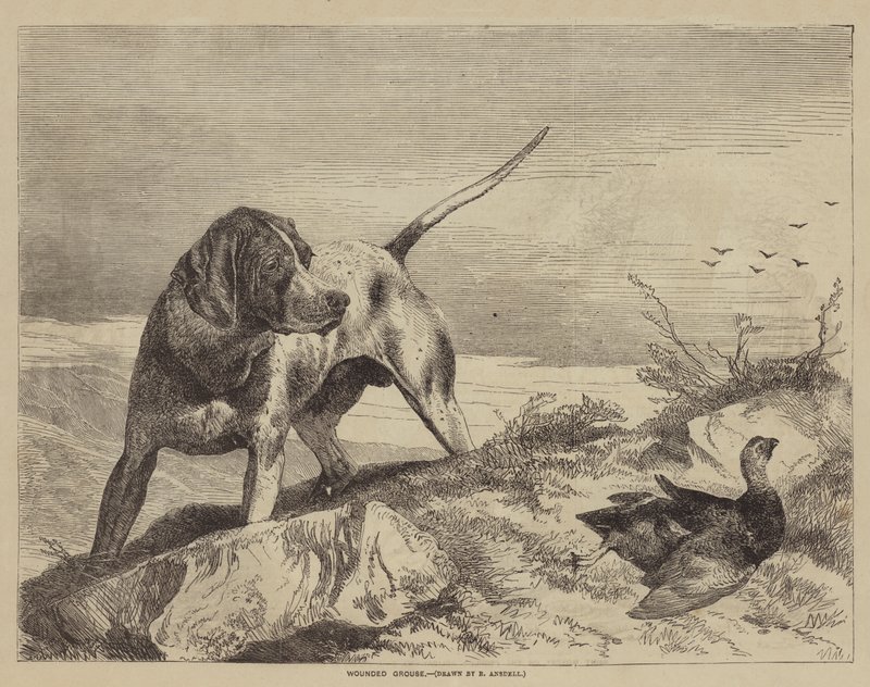 Gewonde Korhoen door after Richard Ansdell