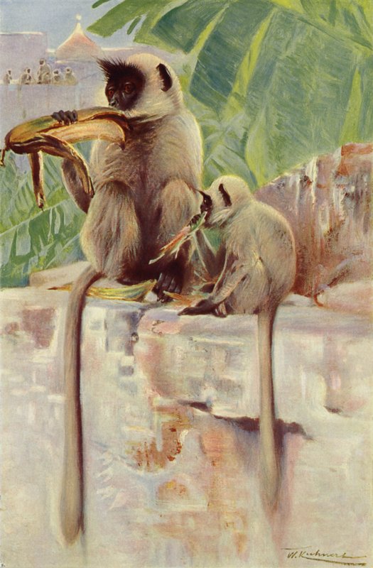 Hanuman Aap door after Wilhelm Kuhnert