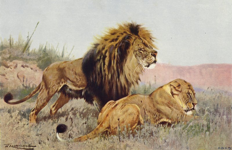 Leeuw en Leeuwin door after Wilhelm Kuhnert