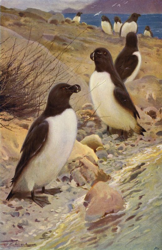 Alk door after Wilhelm Kuhnert